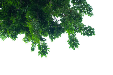 Fototapeta premium Green leaves on a white background