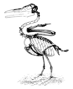 Restoration of Ichthyornis, vintage illustration.