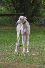 Obraz na płótnie Canvas Dog greyhouhd sighthound white pose
