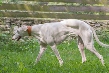 Dog greyhouhd sighthound white pose walk