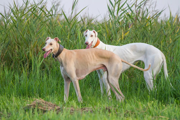 two dogs greyhouhd sighthound white pose walk - obrazy, fototapety, plakaty