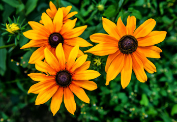 yellow flowers of echinacea