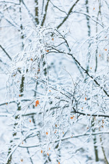 Winter snowy day