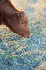 Fototapeta premium Cow in pasture in winter on the cattle ranch