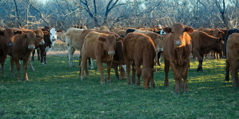 Herd of cows on oat grass pasture on the cattle ranch