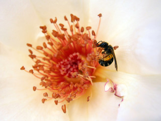 Bee On Stamens