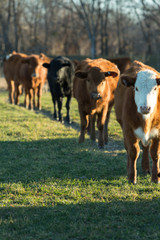 Cows in early morning light on oat grass on the cattle ranch