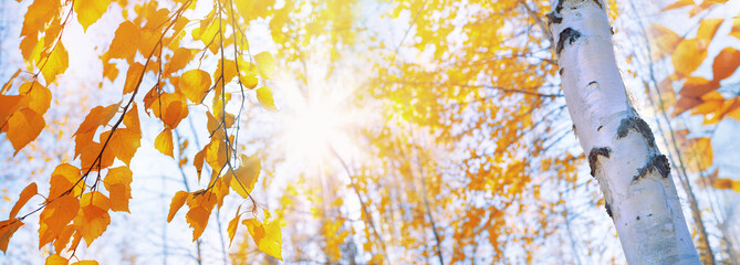 Branches of  birch with yellow leaves in autumn park. Hanging yellow birch leaves in the sun - obrazy, fototapety, plakaty