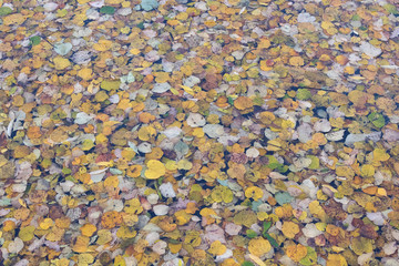 The colors of autumn. Yellow foliage in the water.