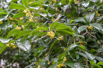 Obraz premium Osmanthus