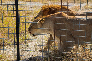 Adult lion and lioness in the zoo behind the fence.
