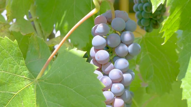 Ripe grape cluster close up, smooth camera movement