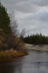  Bright autumn forest, river, Russian taiga. Coniferous larch and pine. Natural background