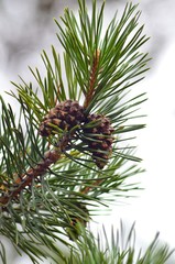 Naklejka na ściany i meble Fir tree branches and pine cones on white background
