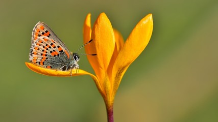 Tomares nesimachus 624