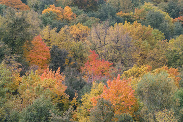 Fototapeta premium Autumn landscape. Trees and yellow-green foliage in the city park.