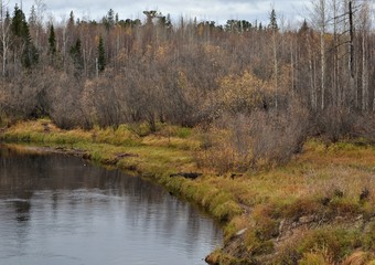 Autumn forest, river, Russian taiga. Coniferous larch and pine. Natural background