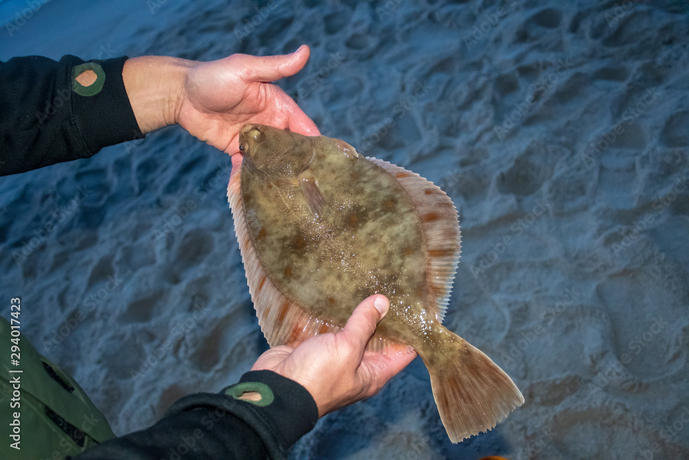 Wall mural european flounder or platichthys flesus, flatfish or turbot in the hands of a fisherman on the shore