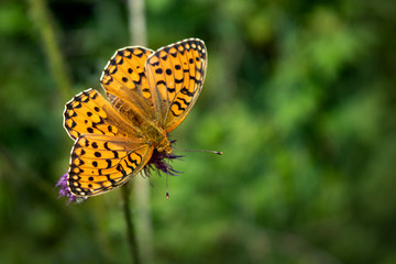 orange butterfly with opened wings on a green meadow