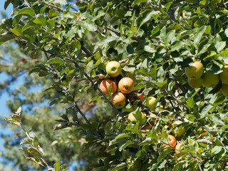 Pommes sur branches de pommier (Malus domestica)