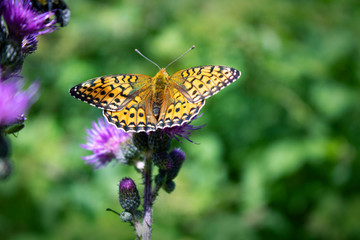 orange butterfly with open wings on the purple flower of a thistle