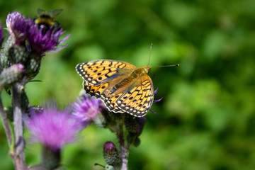 Fototapeta premium orange butterfly enjoying the warm rays of the sun in summer