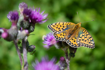 butterfly covered with pollen on a purple flower of a thistle