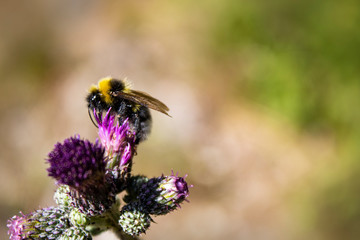 Bumblebee on a purple flower