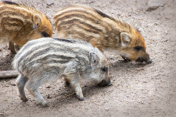 Young wild pigs looking for something to eat on sandy forest soil