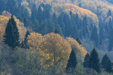 Summer is over, autumn has begun. View at yellow-green forest.
