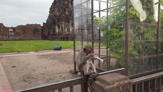 4K un singe macaques joue avec un bout de plastique &agrave; Lopburi en Tha&iuml;lande 