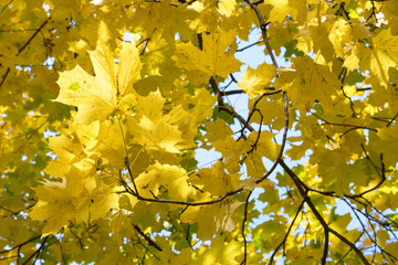 The colors of autumn. Yellow maple leaves.