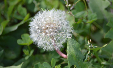 closeup of dandelion