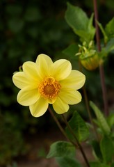 pretty multicolor flowers of dahlia plant in a garden