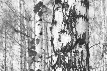 Fototapeta na wymiar Young birches with black and white birch bark in spring in birch grove against the background of other birches