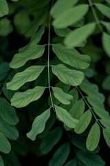 Leaves