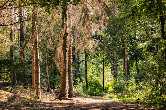 Leben und Sterben der B&auml;ume im deutschen Wald