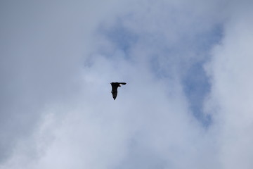  Big bird flying over the beach