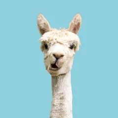 Washable wall murals Lama Funny white alpaca on blue background