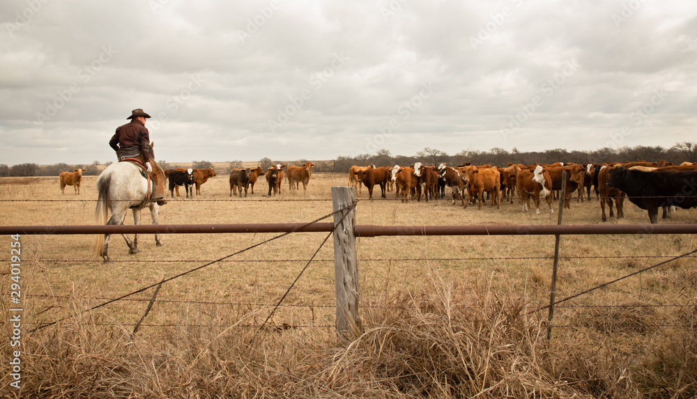 Poster Cowboy moving cattle