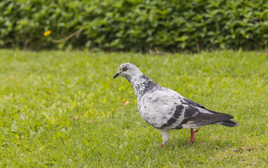 Pigeons walking on the lawn