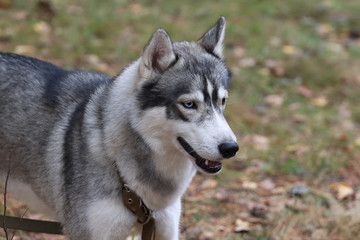 Naklejka na ściany i meble Siberian Husky .dog for a walk. Husky and nature