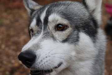 Siberian Husky .dog for a walk. Husky and nature