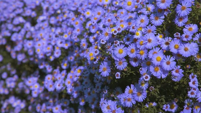 Flowers Aster long-term, bush on a flower bed, closeup 