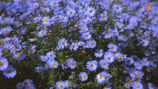 Flowers Aster long-term, bush on a flower bed, closeup 