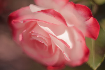 Pink rose in sunshine