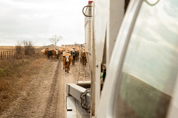 Cattle following hopper filled with supplemental feed in winter