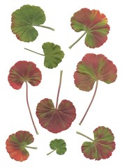 geranium,green,red,autumn,close up,