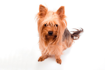 Yorkshire Terrier dog on white background