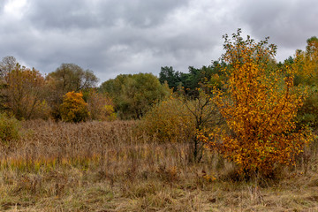 Fototapeta premium Autumn state of nature on a cloudy day